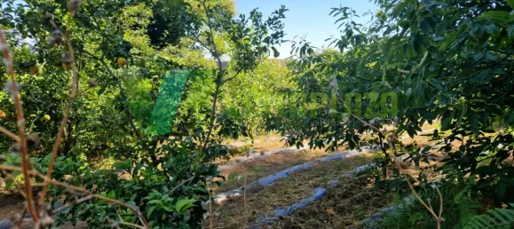 Grundstück in Monchique, Portugal 1960m², Nr. 67904 4