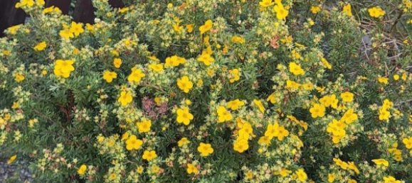 Grundstück in Wuppertal, Germany, Nr. 333242 6