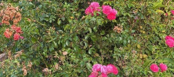 Grundstück in Wuppertal, Germany, Nr. 333242 9