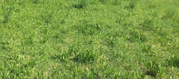 600m² Land in Pontoglio, Italy No. 82707 10