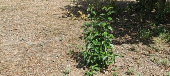  Land in Bauladu, Italy No. 325957 2