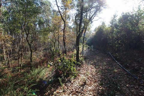  Land in Barcelos, Portugal No. 205214