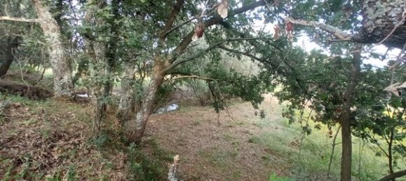 2 bedrooms House in Goncalo, Portugal No. 128449 20