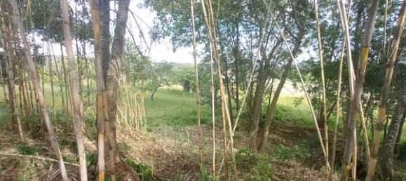 2 bedrooms House in Goncalo, Portugal No. 128449 16