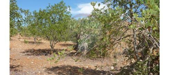 Terrain à Albufeira, Portugal 127770m² No. 43073 4