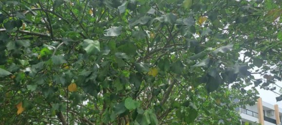 Земельный участок 3248м² в Canggu, Индонезия № 4538 7