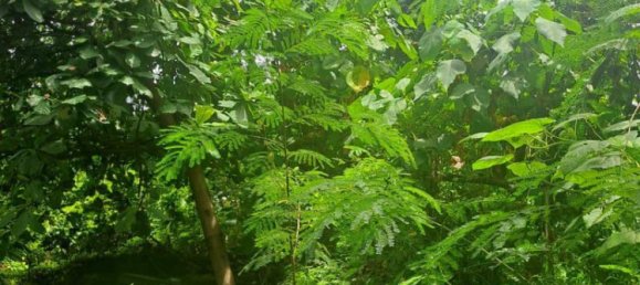 Земельный участок 3248м² в Canggu, Индонезия № 4538 3