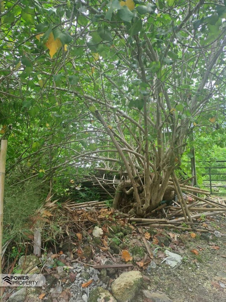 Земельный участок 3248м² в Canggu, Индонезия № 4538