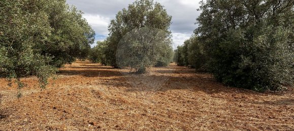 4 bedrooms House in Torres Novas, Portugal No. 30148 18