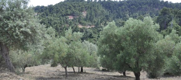 12150m² Hotel for sale in Chalkidiki, Central Macedonia, Macedonia and Thrace, Greece № 7832 6