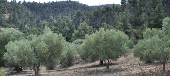 12150m² Hotel in Chalkidiki, Greece No. 7832 5