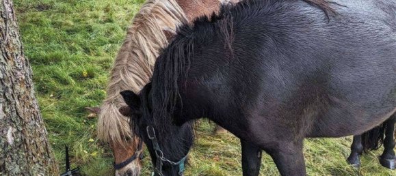 Granja de 8 habitaciónes en Elbe-Elster, Germany No. 25523 21