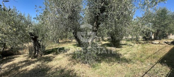 Terreno T3 em Magione, Italy N.º 326942 12