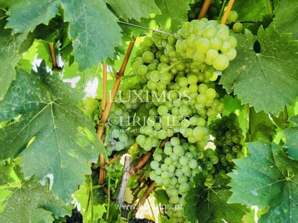 4 غرف نوم منزل في Santa Marta de Penaguiao, Portugal رقم 139873