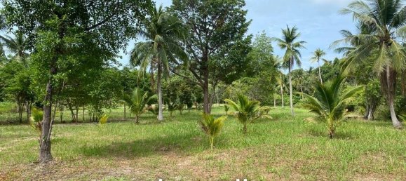  Commercial property in Wiang Sa, Thailand No. 14648 3