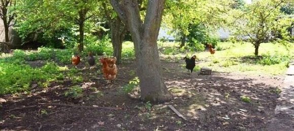 13غرفة مزرعة في Borde, Germany رقم 127177 5