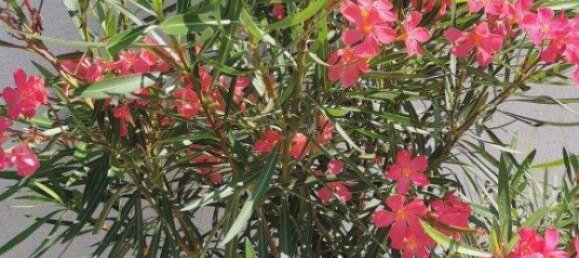 5-Zimmer Stadthaus in Münchendorf, Austria, Nr. 219503 24