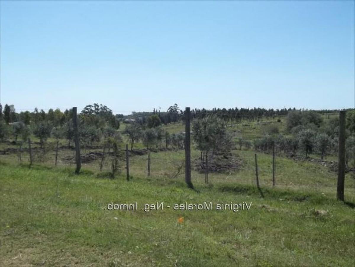  قطعة أرض في Canelones, Uruguay رقم 14349