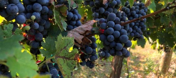 2 Schlafzimmer Villa in Cortona, Italy, Nr. 57057 109