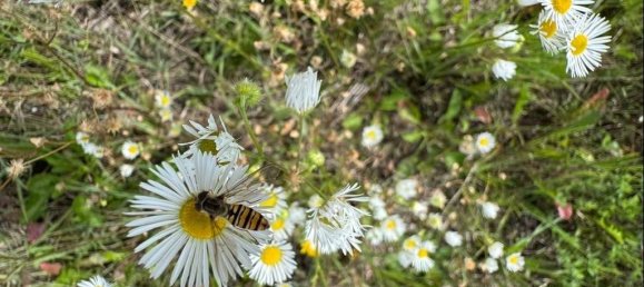 قطعة أرض في Freising, Germany رقم 319616 7