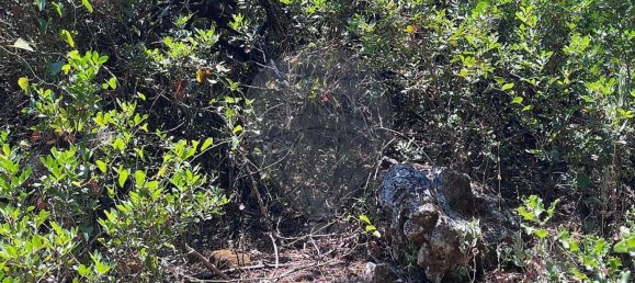  Land in Alcanena, Portugal No. 232298 2