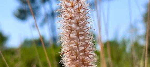  Land in Alcanena, Portugal No. 232298 6