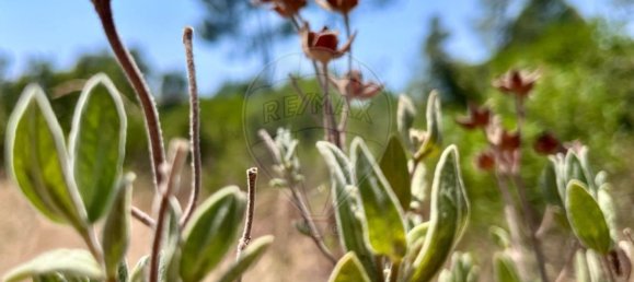  Land in Alcanena, Portugal No. 232298 7