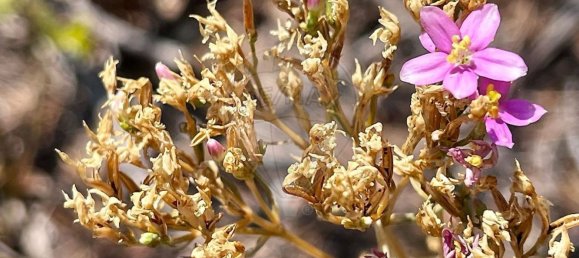  Land in Alcanena, Portugal No. 232298 5