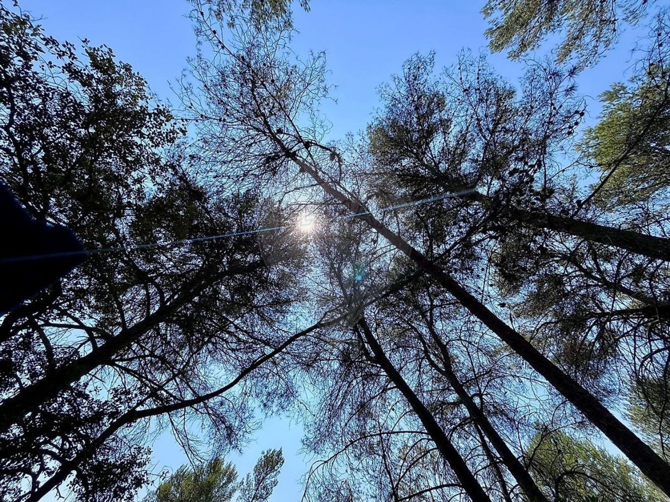  Land in Alcanena, Portugal No. 232298