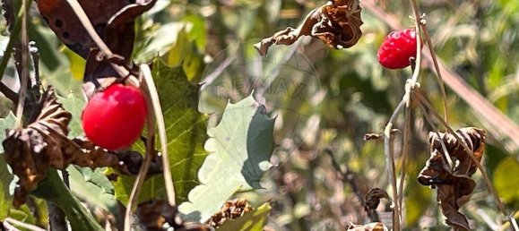  Land in Alcanena, Portugal No. 232298 4