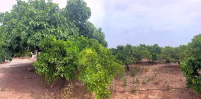 Terrain à Castellon de la Plana, Spain 11632m² No. 91517