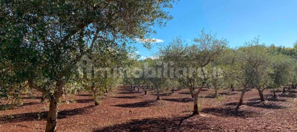 2 bedrooms House in Ceglie Messapica, Italy No. 123312 37