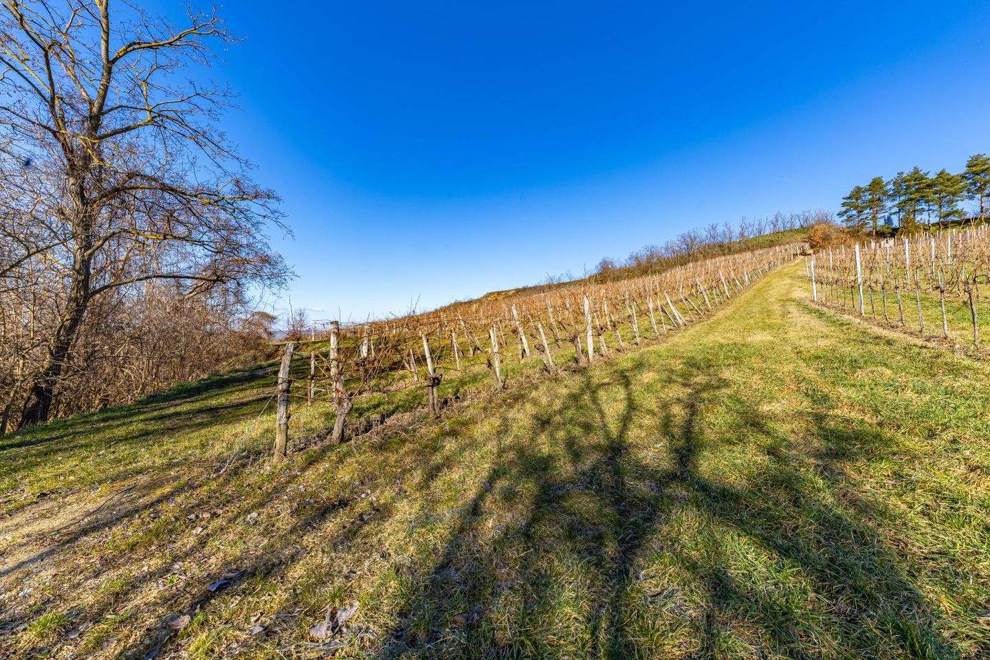 Grundstück in Ziersdorf, Austria, Nr. 151070