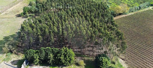 3 غرف نوم منزل في Lourinha, Portugal رقم 52990 35