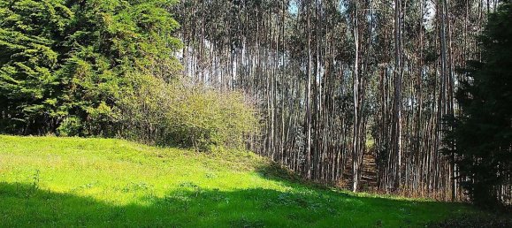 3 غرف نوم منزل في Lourinha, Portugal رقم 52990 25