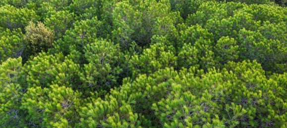 قطعة أرض في Aglientu, Italy 800000متر مربع رقم 72039 6