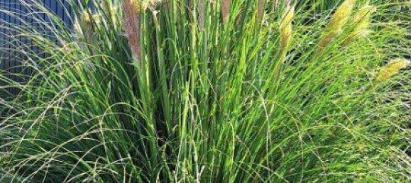 3-Zimmer Haus in Münchendorf, Austria, Nr. 248319 25