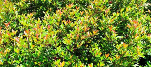 Terreno en Purkersdorf, Austria 900 m² No. 197383 8