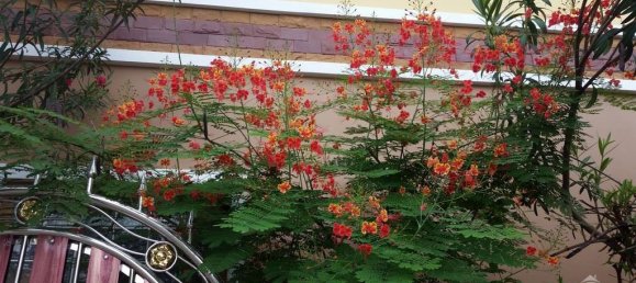 4 Schlafzimmer Cafe / Restaurant in Pattaya, Thailand, Nr. 696 15