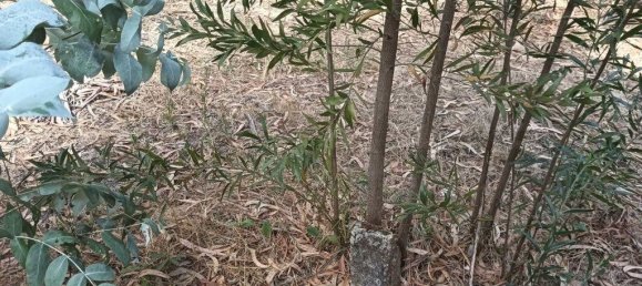 Terreno em Ouca, Portugal 18870 m² N.º 255484 20