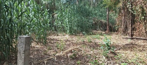 Terreno em Ouca, Portugal 18870 m² N.º 255484 10