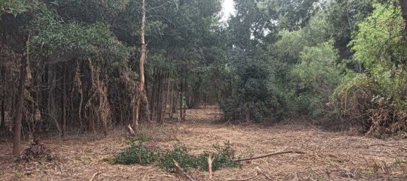 Terreno em Ouca, Portugal 18870 m² N.º 255484 8