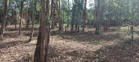 Terreno em Ouca, Portugal 18870 m² N.º 255484 24