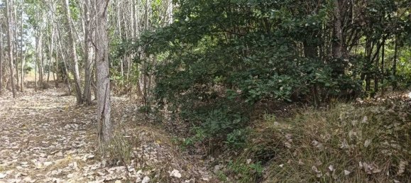 Terreno em Ouca, Portugal 18870 m² N.º 255484 12