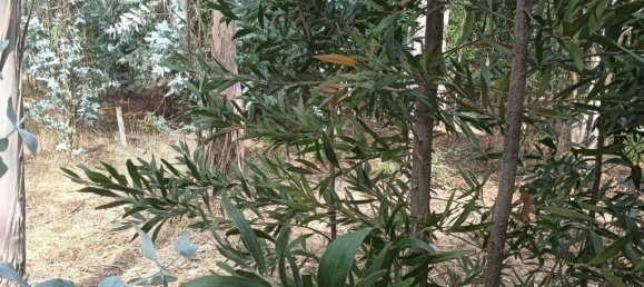 Terreno em Ouca, Portugal 18870 m² N.º 255484 21