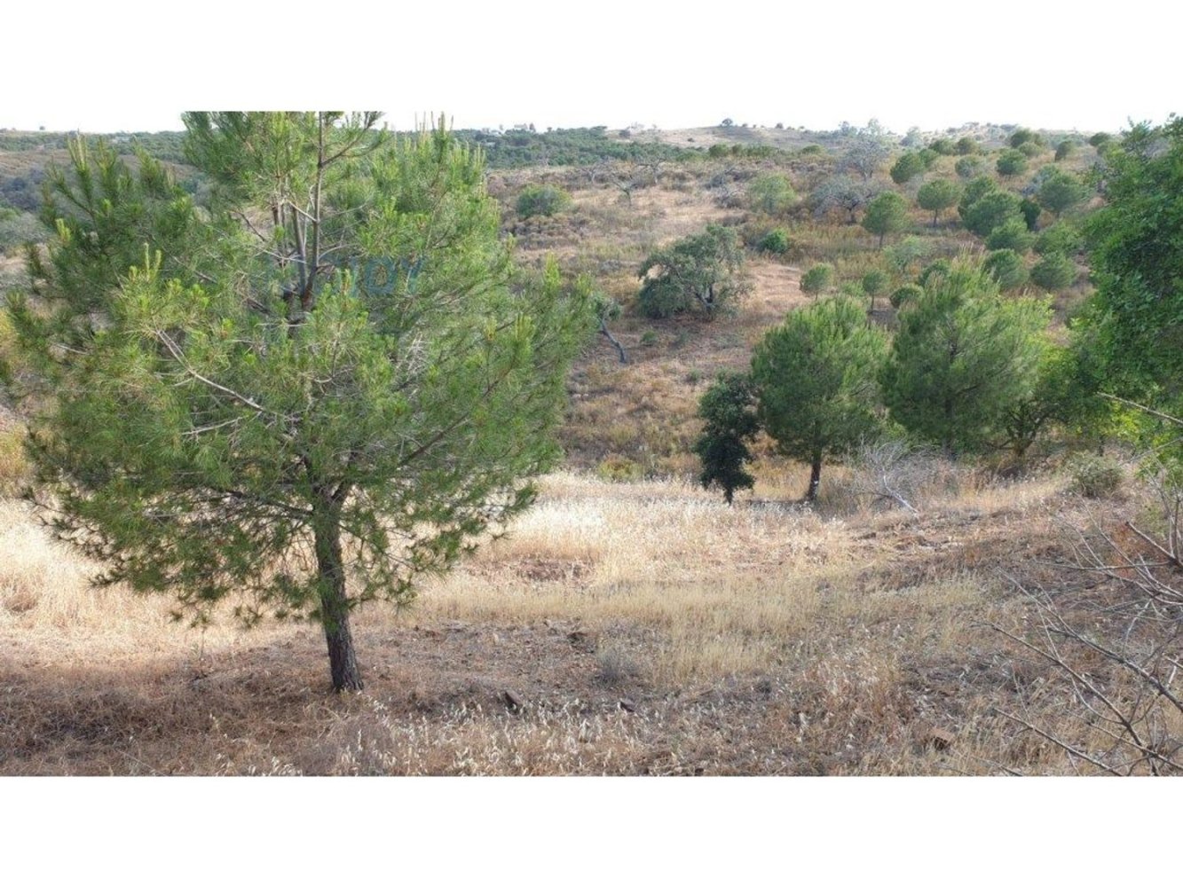 1280m² Land in Azinhal, Portugal No. 82387
