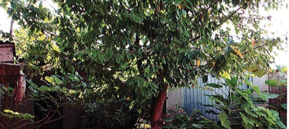 3 bedrooms Villa in Langosco, Italy No. 156339 19