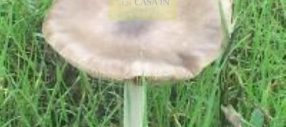 3 rooms House in Collecorvino, Italy No. 23304 11