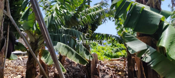 Terrain à Funchal, Portugal No. 145855 11