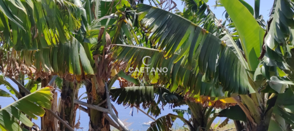 Terrain à Funchal, Portugal No. 145855 10